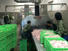 速凍分割雞現場